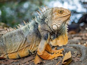 Is Obernaft for Free